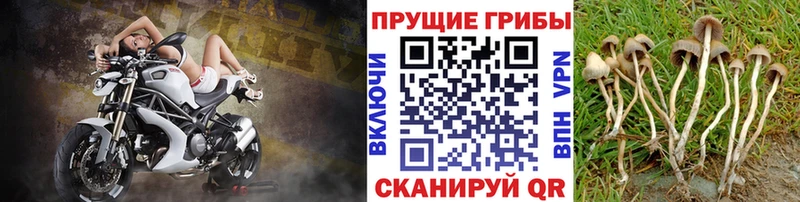 кракен сайт Новочебоксарск Псилоцибиновые грибы мухоморы